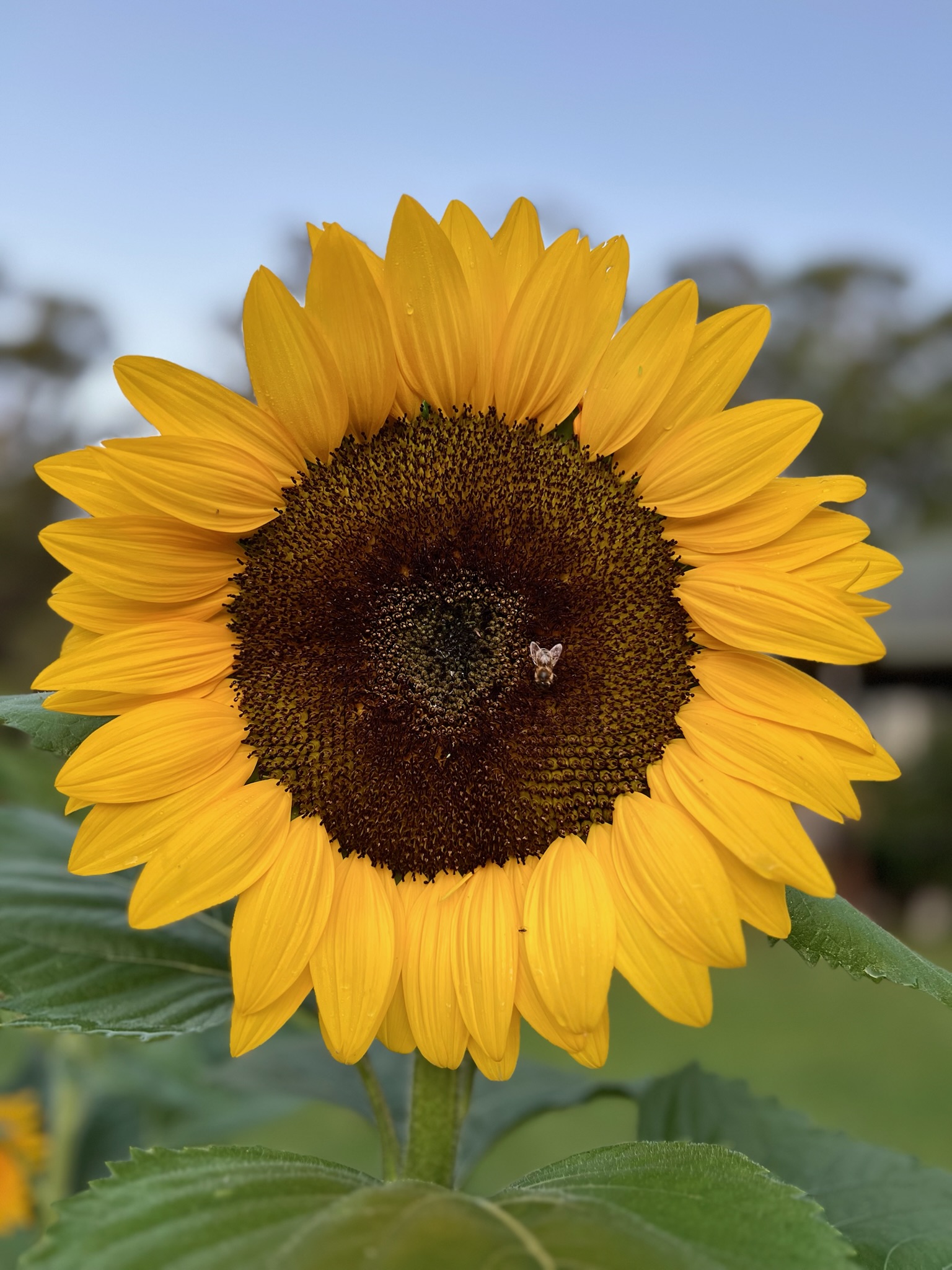 Sunflower